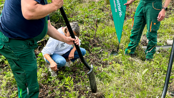 Baum pflanzen bei PLANT-MY-TREE Die Stiftung. 