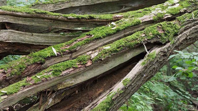 Loki Schmidt Stiftung-Baum im Waldschutzgebiet