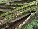 Loki Schmidt Stiftung-Baum im Waldschutzgebiet