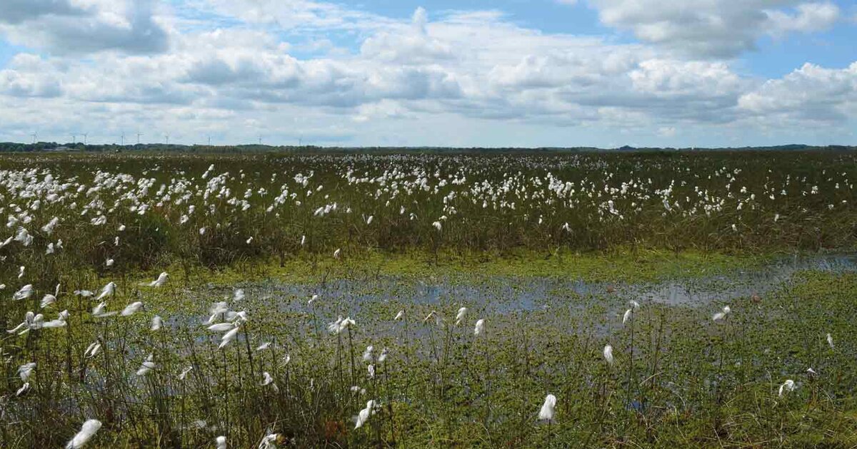 Moor-Renaturierung In Schleswig-Holstein - ClimaClic